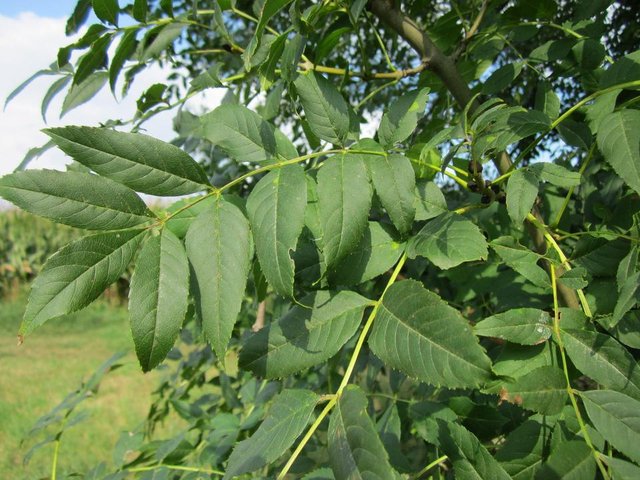 tree-branch-plant-fruit-leaf-flower-food-green-produce-botany-ash-flora-leaves-shrub-deciduous-species-mulberry-flowering-plant-fraxinus-excelsior-european-ash-common-ash-woody-plant-land-plant-872650.jpg