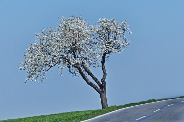 tree-3249407_1920.jpg