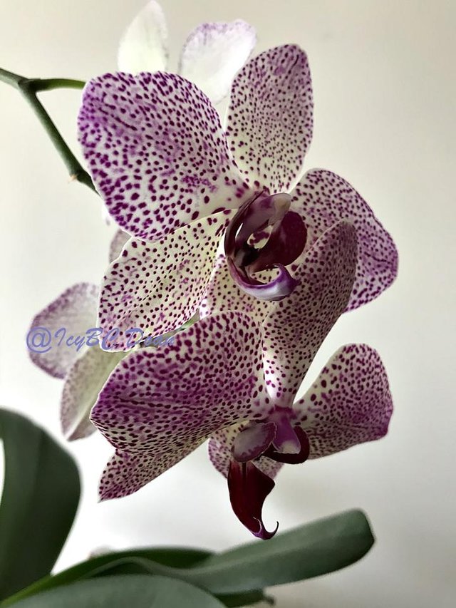 speckle orchids.JPG