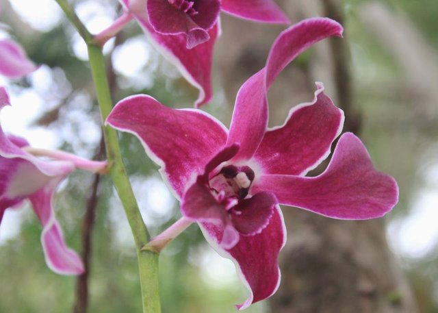 The Dendrobium x superbiens Orchid Flowers_5.jpeg