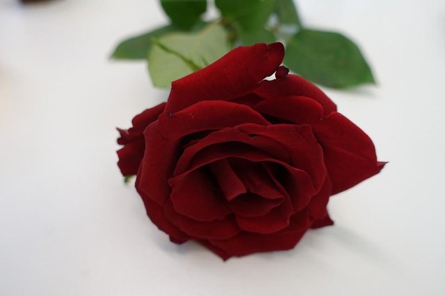 red-rose-2424981_1280.jpg