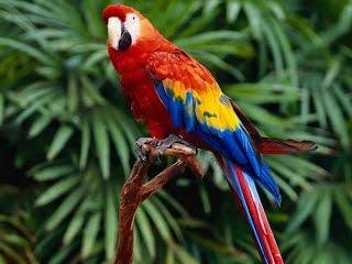 1-imagenes-aves-g.jpg