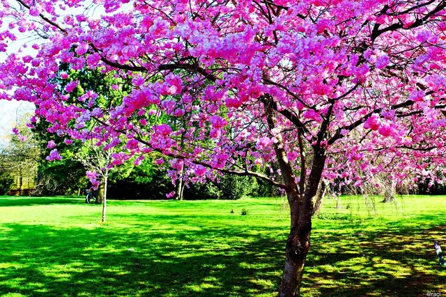 batch_Cherry tree and meadow.jpg