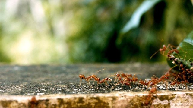 ants-2809019_1280.jpg