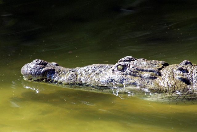 crocodile-3318458_1920.jpg