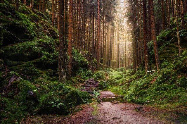 Attractive Pathway in Saxon Switzerland_DSC3135-HDR-Edit_1000px.jpg