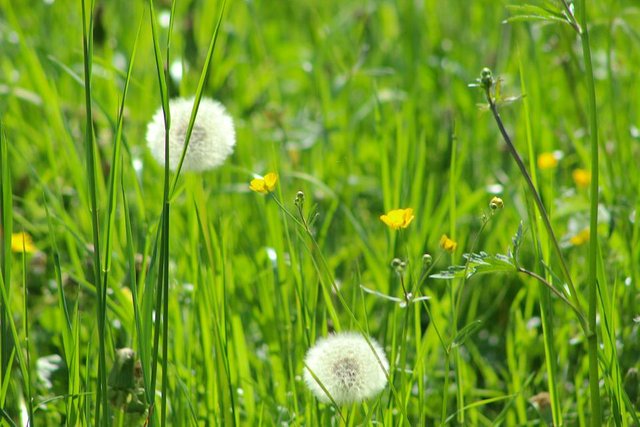 Gras5.jpg
