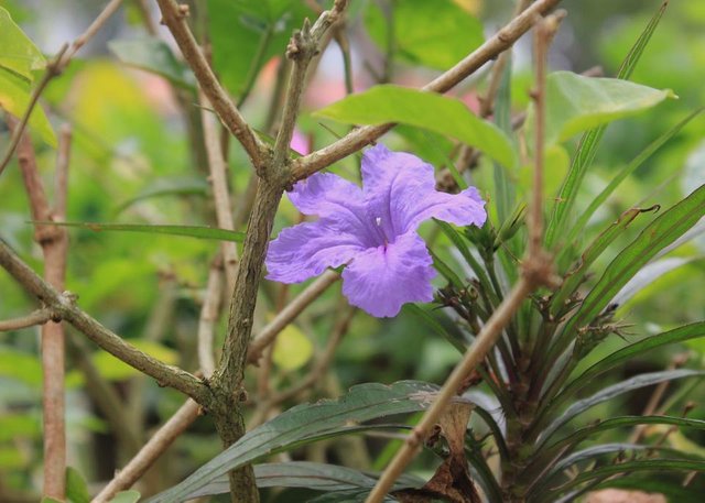 Ruellia tuberosa _2.jpeg