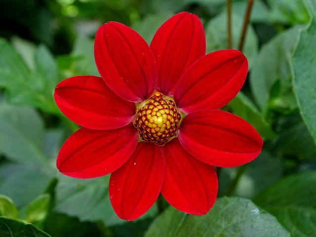 dahlia-2541636_960_720.jpg