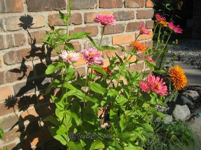 growing zinnia in pot 2.JPG