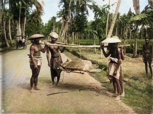 Penduduk dan Penyu Tangkapannya. Jawa, 1900. Onnes Kurkdjian-Vintage. Colorized..jpg