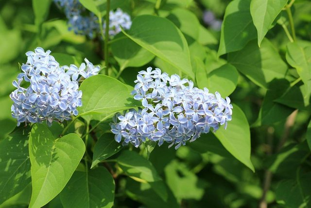 May-Blue-Flowers-Without-Flowering-Spring-Bush-3372422.jpg