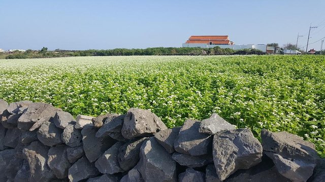 buckwheat flower pic.jpg