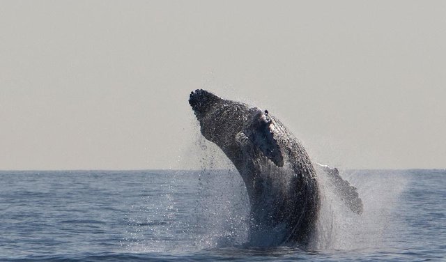 humpback-whale-1324633_1920.jpg