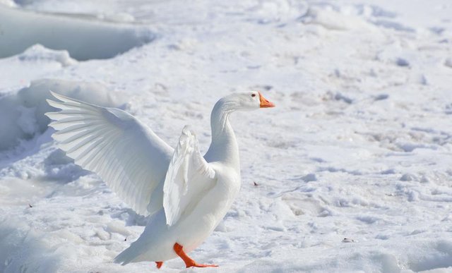 bird-goose-nature-57406.jpg