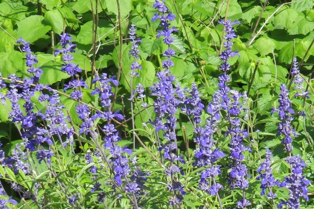 PurpleSalvia1.JPG