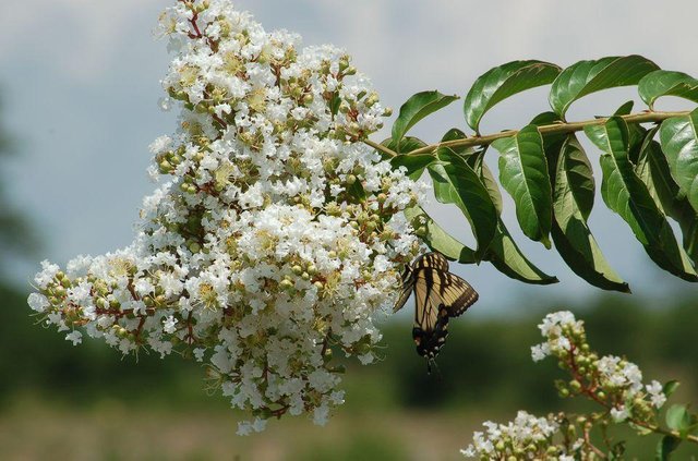 crepe-myrtle-white-butterfly-big-57730f0e5f9b5858753a9fcc.jpg