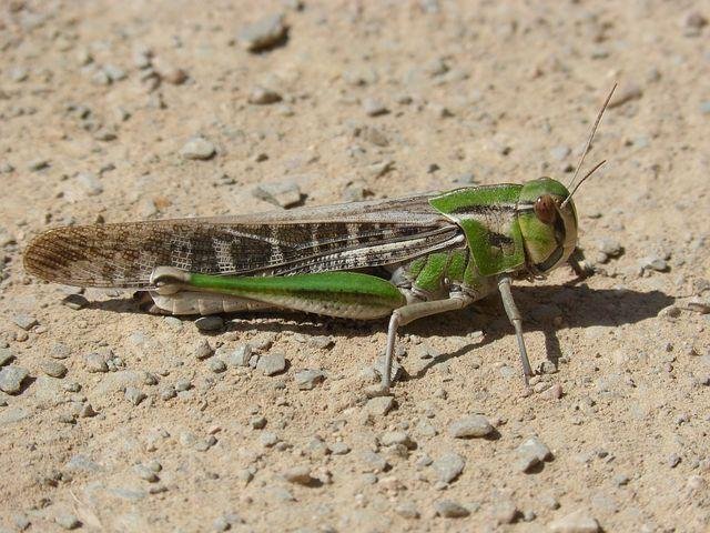 grasshopper-3290322__480.jpg