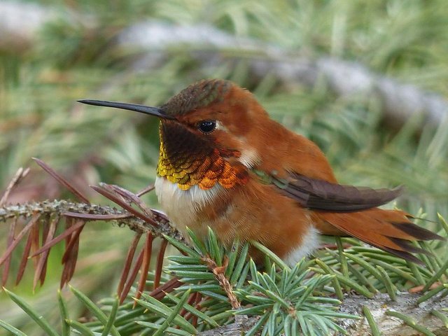 hummingbird-2876457_1280.jpg