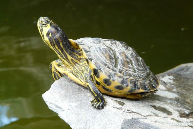 water_turtle_long_jibe_panzer_turtle_tortoise_shell_armored_slowly_on_the_water-1044798.jpg!d.jpg