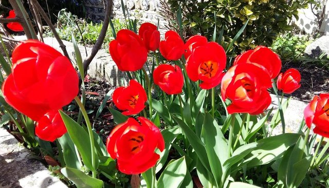 red tulips