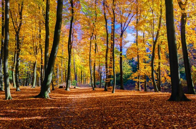 Walking in the golden woods_DSC3024-HDR-2-Edit_1000px.jpg