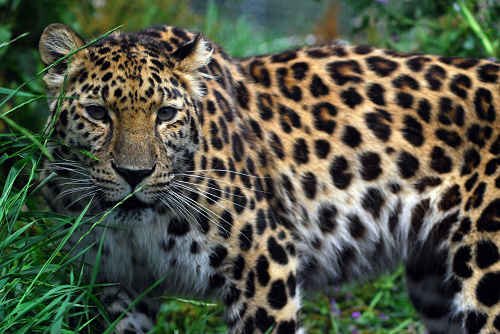 leopardo-de-amur.png