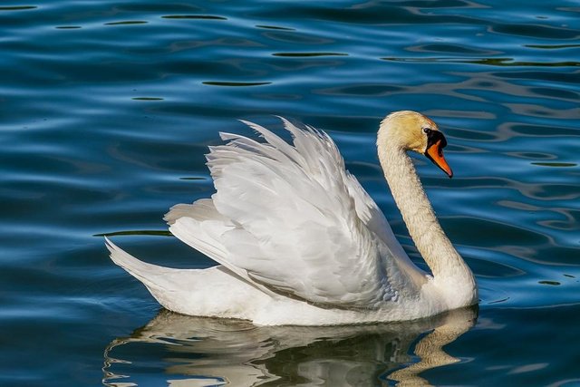 swan-3376622_1280.jpg