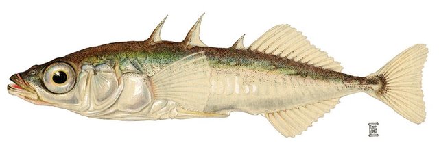 threespine_stickleback.jpg