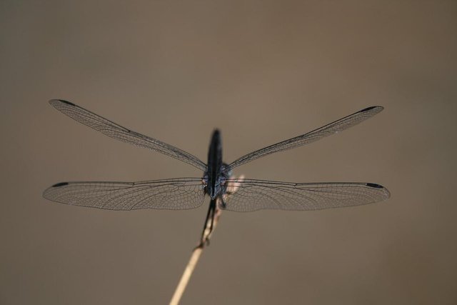 dragonfly-1343388_960_720.jpg