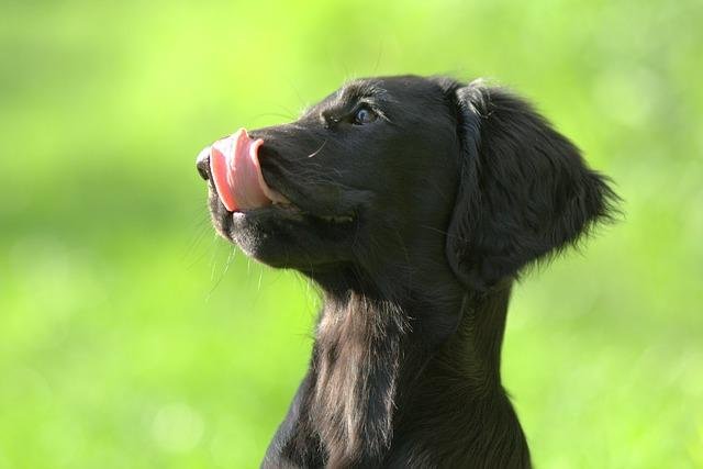 flatcoated-retriever-3270879_640.jpg