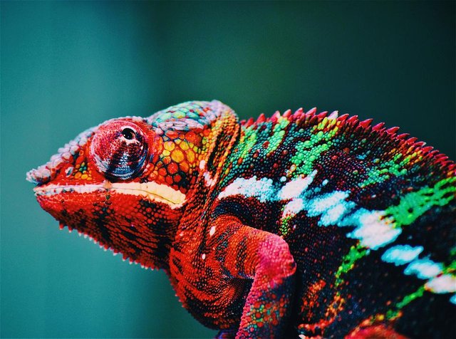animal-blur-chameleon-567540.jpg