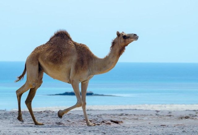 camelrunning.jpeg
