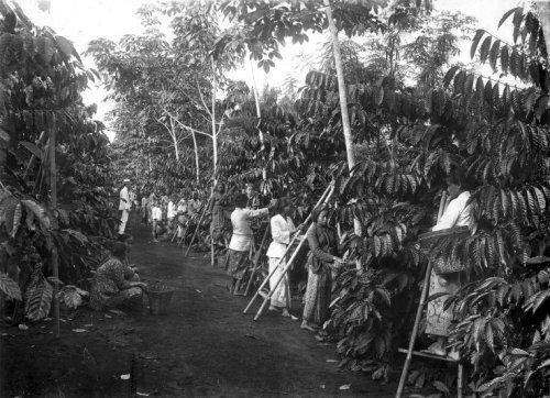 Perkebunan Kopi di Jawa, 1900. Onnes Kurkdjian-Spaarnestad..jpg