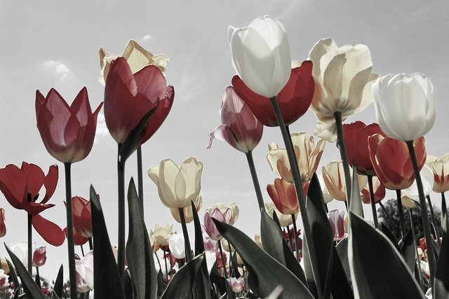 tulips-2219201_960_720.jpg