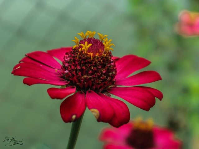 red flower.jpg