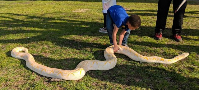 Child picking up python