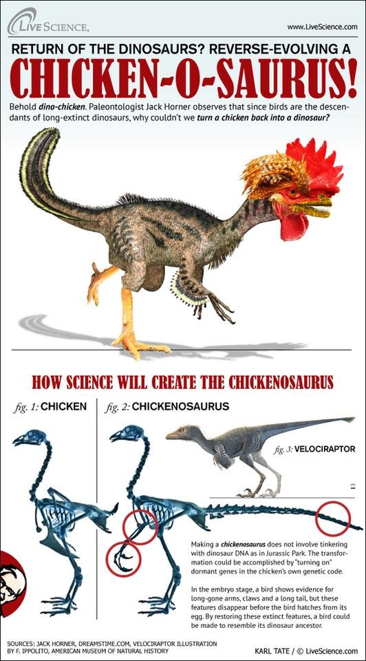 Chickenosaurus-horner-chicken-111222c-02.jpg