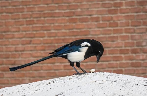 magpie-930910_1280.jpg