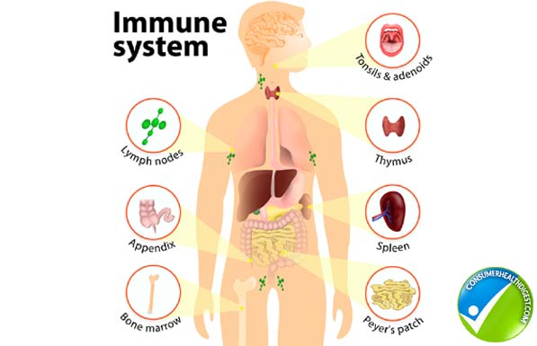 immune_system.png