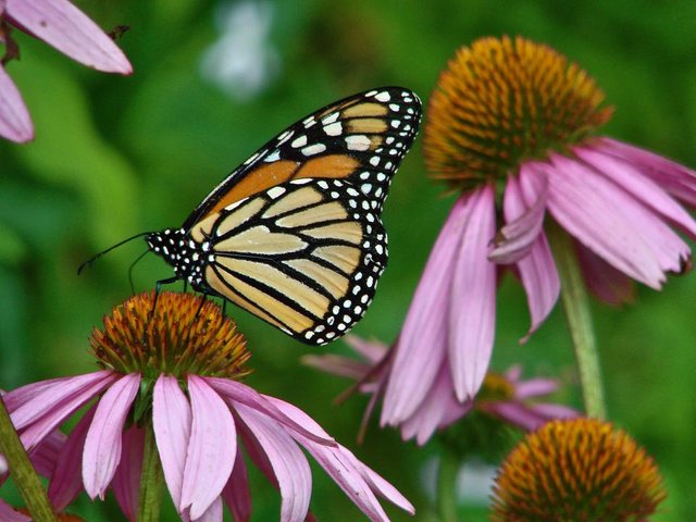 monarch-2448263.jpg