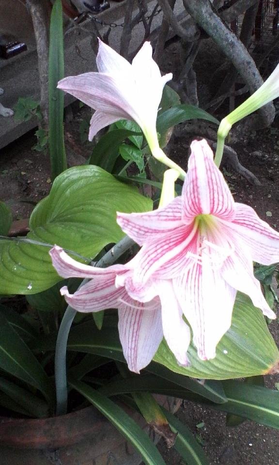 white and pink flowers4.jpg