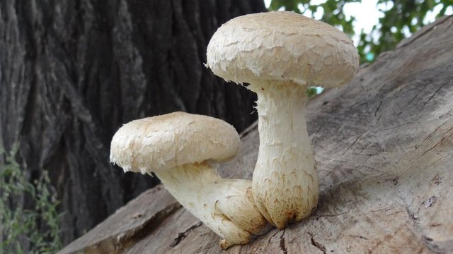 nature_mushrooms_stump_plant-475593.jpg