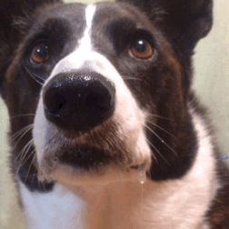 giphy.gif
