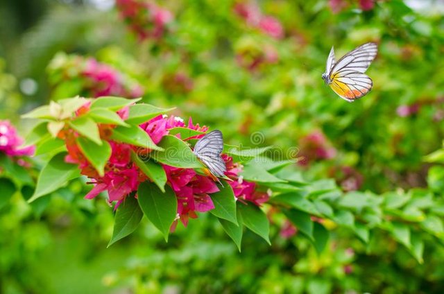 bougainvillea-butterfly-butterflies-enjoying-bougainvellea-nature-41434734.jpg