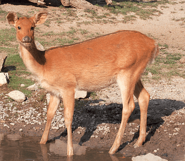 State animal of Uttar Pradesh-Swamp deer(Barasingha) — Steemit