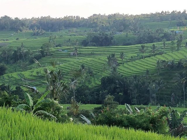 bali17.jpg