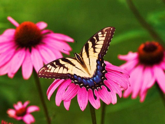 butterfly and flower 1.jpg