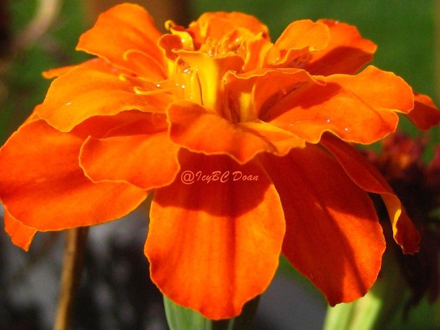 orange marigold.JPG