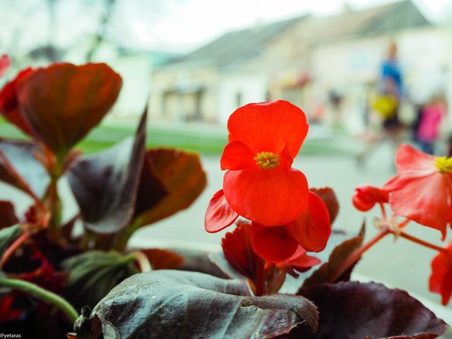 red flowers 3.jpg